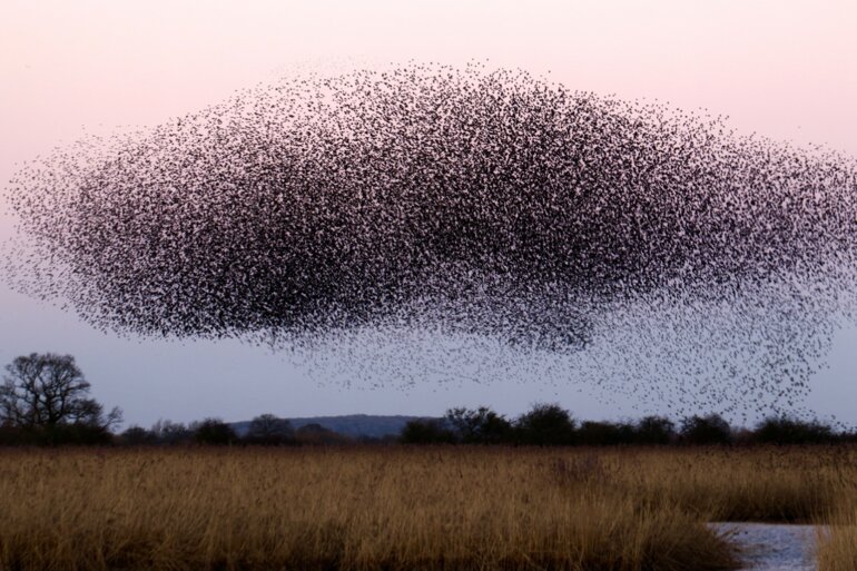 Vogelschwarm